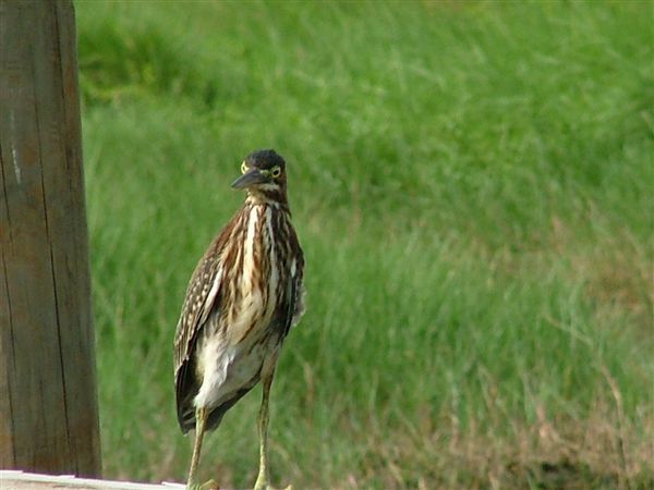 Image of Green Heron