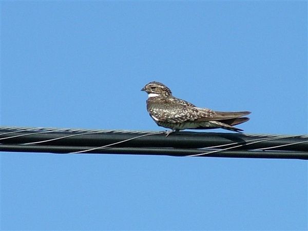 Image of Common Nighthawk