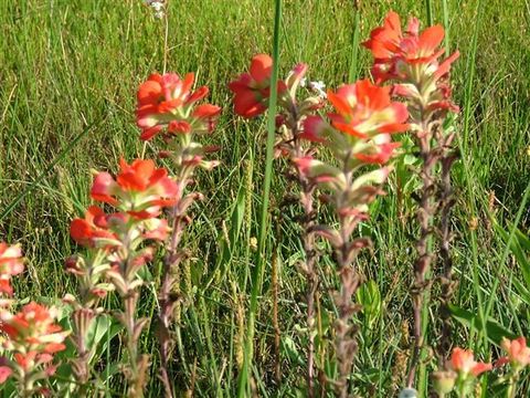 Image of scarlet Indian paintbrush