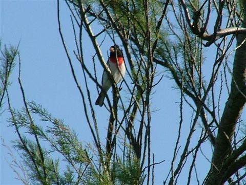 Image of Rose-breasted Grosbeak