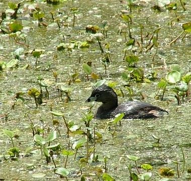 Image of Pied-billed Grebe