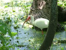 Image of American White Ibis