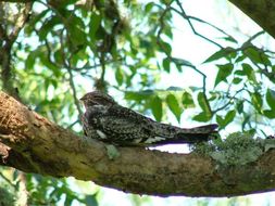 Image of Common Nighthawk