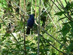 Image of Indigo Bunting