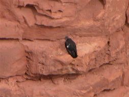 Image of California Condor