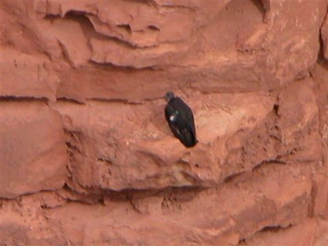 Image of California Condor