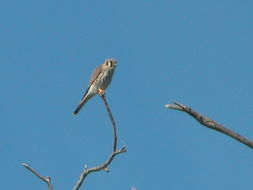 Image of American Kestrel