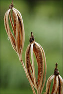 Image of Sword-leaved helleborine