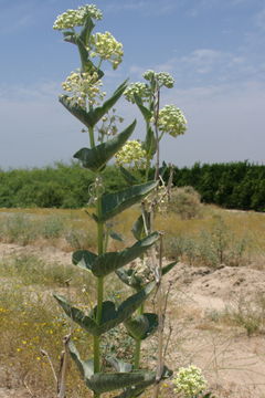 Image of desert milkweed