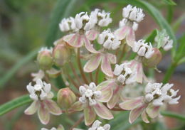 Image de Asclepias fascicularis Decne.