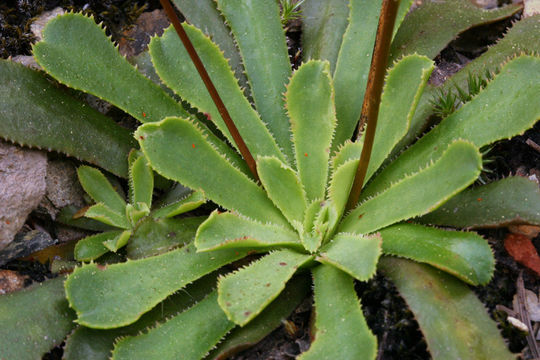 Image de Lewisia cantelovii Howell