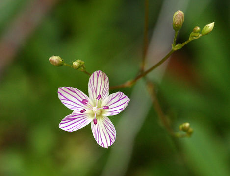 Image of Cantelow's lewisia