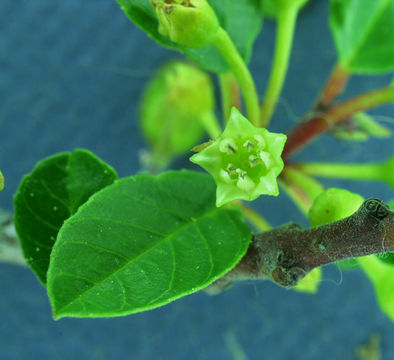 Image de Frangula rubra (Greene) Grubov