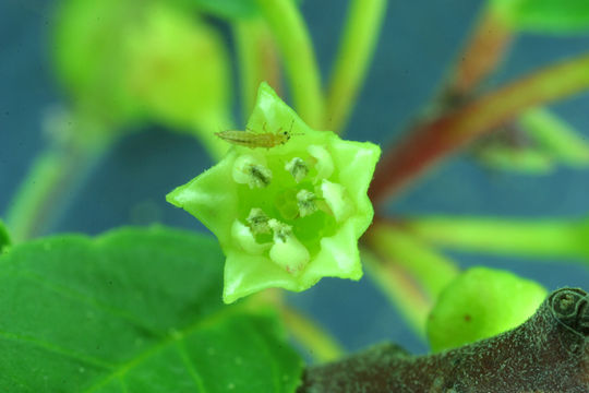 Image de Frangula rubra (Greene) Grubov