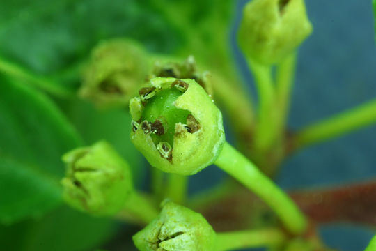 Image of red buckthorn