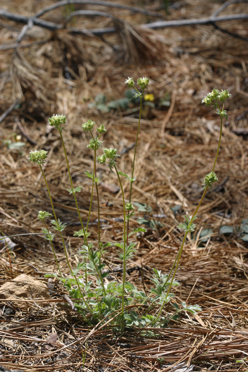 Image of threetooth horkelia