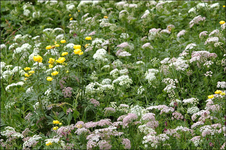 Imagem de Chaerophyllum hirsutum L.