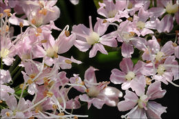 Imagem de Chaerophyllum hirsutum L.