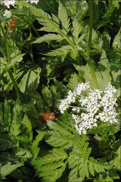 Image of Chaerophyllum hirsutum L.