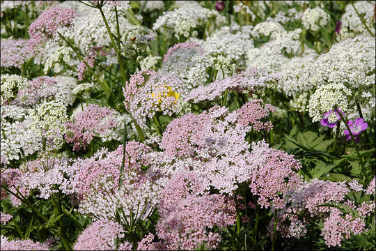 Image of Chaerophyllum hirsutum L.