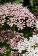 Image of Chaerophyllum hirsutum L.