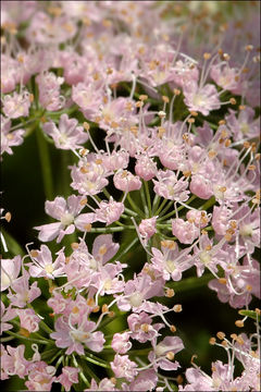 Image of Chaerophyllum hirsutum L.