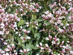 Image of flytrap dogbane