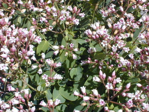 Image of flytrap dogbane