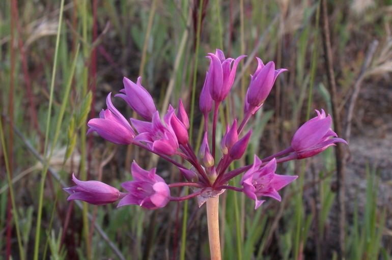 Image of Mexicali onion