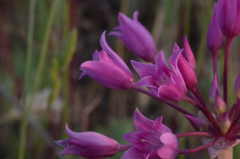 Image of Mexicali onion