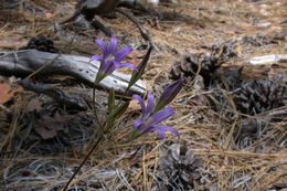 Plancia ëd Brodiaea elegans Hoover