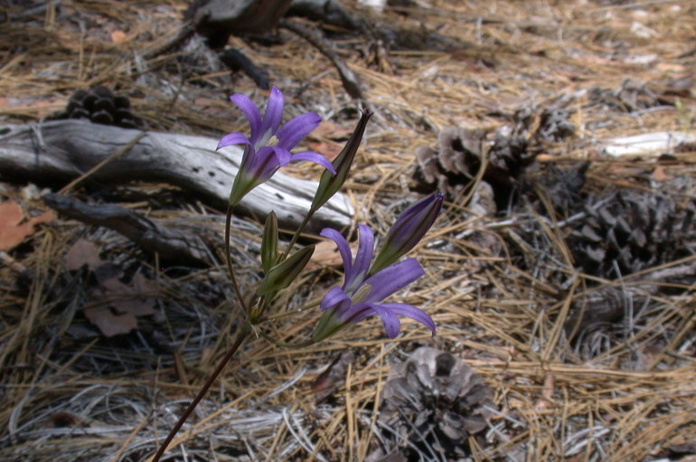 Imagem de Brodiaea elegans Hoover