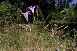 Imagem de Brodiaea elegans Hoover