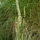 Image of rushlilies