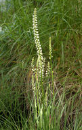 Image of white rushlily