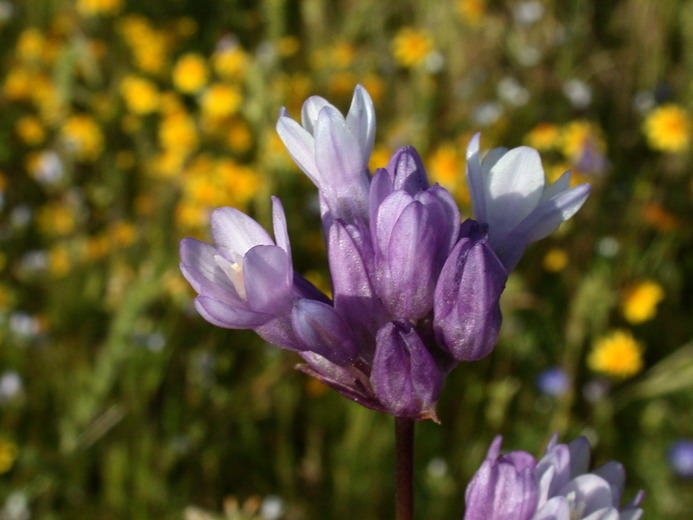 صورة Dichelostemma capitatum (Benth.) Alph. Wood