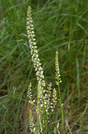 Image of white rushlily