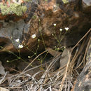 Image of <i>Minuartia douglasii</i>