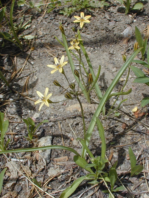 Sivun Triteleia ixioides subsp. anilina (Greene) L. W. Lenz kuva