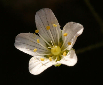 Image of <i>Minuartia douglasii</i>