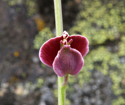 Image of milkwort jewelflower