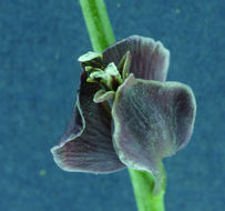 Image of milkwort jewelflower