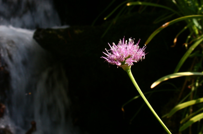 Image of Pacific onion