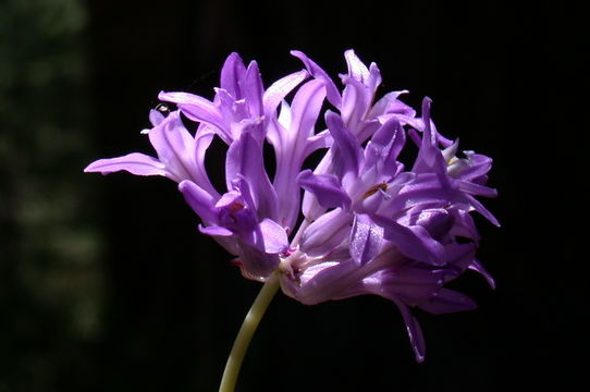 Sivun Dichelostemma multiflorum (Benth.) A. Heller kuva