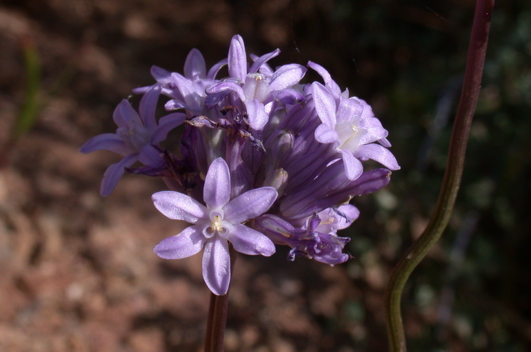 Sivun Dichelostemma multiflorum (Benth.) A. Heller kuva