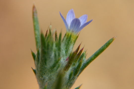 Image de Eriastrum sparsiflorum (Eastw.) Mason