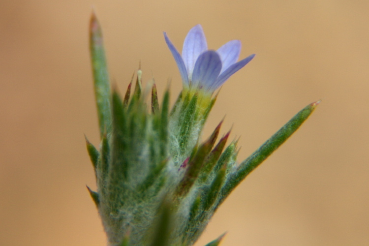 Imagem de Eriastrum sparsiflorum (Eastw.) Mason