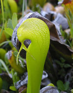 Image of California pitcherplant