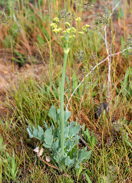 Image of barestem biscuitroot