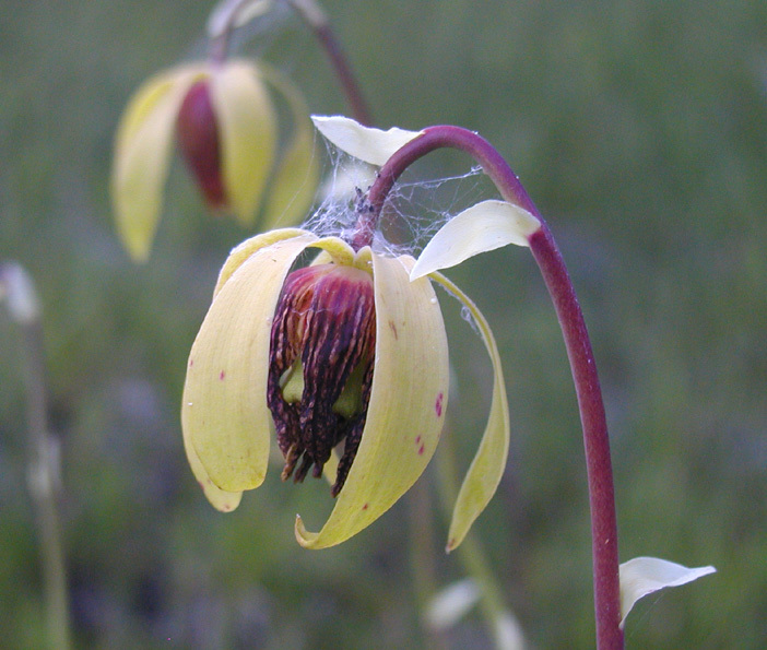 Image of California pitcherplant